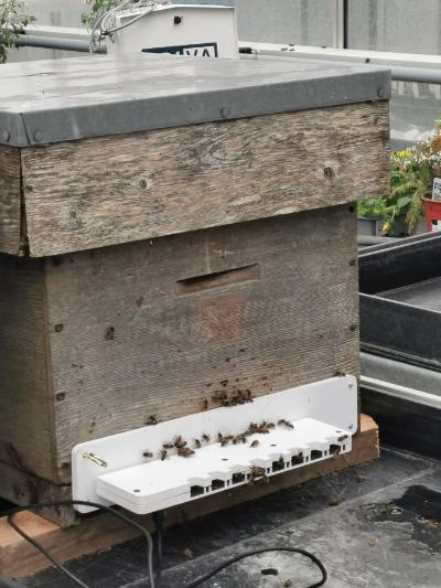 Bee counters attached over hive entrances
